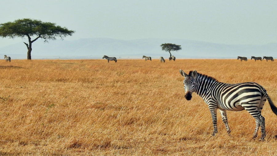 Tabora is a city in central Tanzania, located about 400 kilometres west of the country's capital, Dar es Salaam