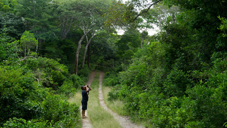 Alabuko Sokoke Forest is the largest continuous dry coastal forest remaining in Eastern and Southern Africa