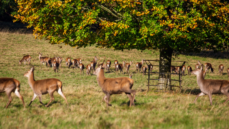 Make your way to Deer Park, a popular tourist attraction in Ooty