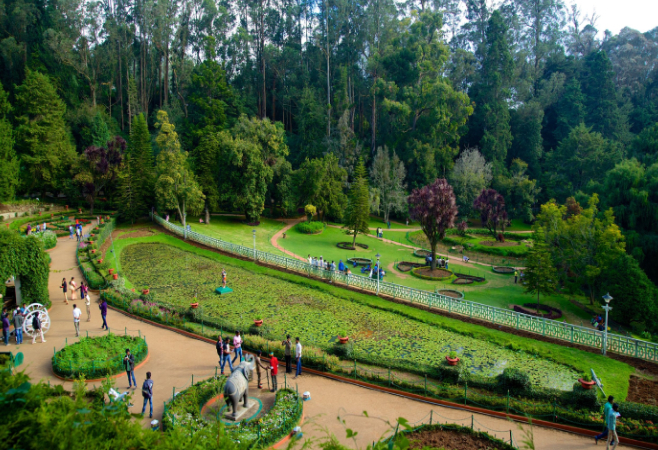 Ooty  botanical garden is home to the rare paper bark tree, 20 million old fossil tree, the monkey puzzle tree and more.