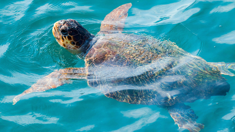 Turtle Conservation Projects is a popular tourist attractions situated in Watamu, Kenya